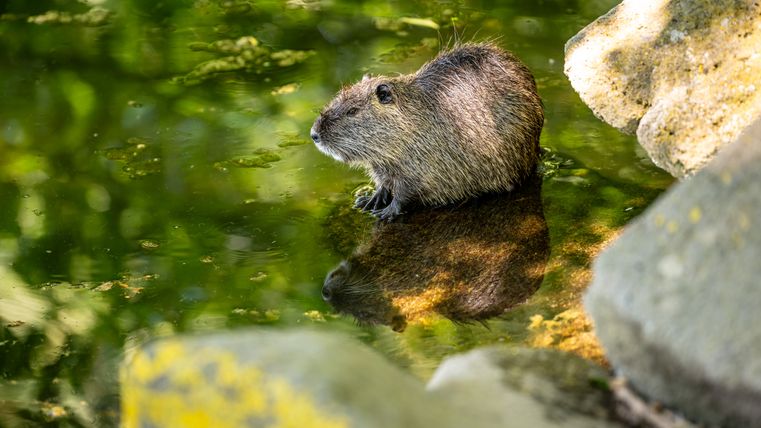 A nutria on a raised stone, surrounded by water and other stones
