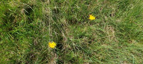 Arnikapflanzen auf einer Wiese bei Kerschenbach