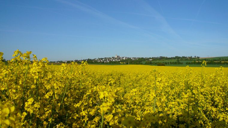 A vast field full of bright yellow rapeseed flowers under a clear blue sky. In the background, a small village is visible.