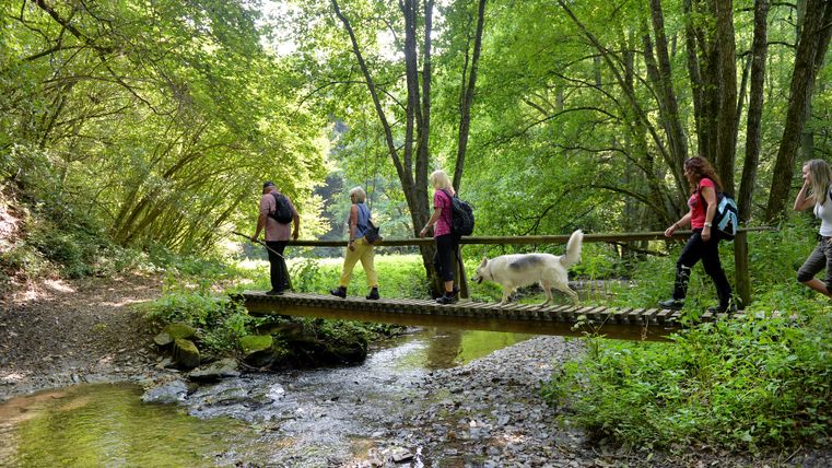 Personen überqueren gemeinsam mit einem weißen Hund eine Holzbrücke über einen Bach in einem grünen, lichtdurchfluteten Wald.