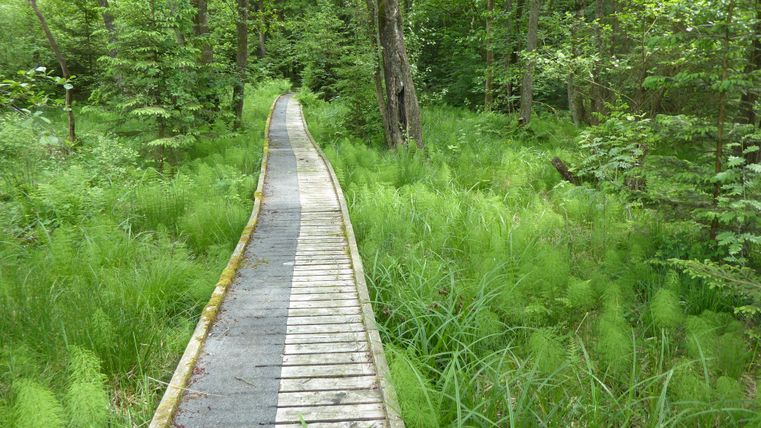 Un étroit chemin en bois traverse une forêt verte pleine de plantes. Le chemin invite à une promenade au cœur de la nature.