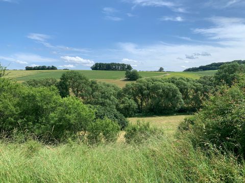 Paysage de champs et d'arbres verts sous un ciel bleu.