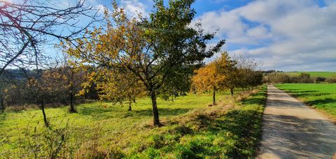 Landelijk pad met bomen in de herfst, blauwe lucht en wolken.