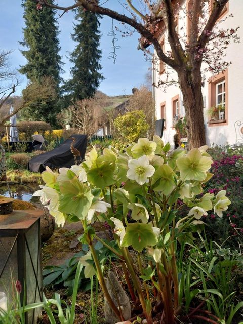 A beautiful garden with blooming plants and a tranquil pond. In the background, a house and trees can be seen.