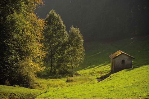 Petite cabane sur une prairie verte dans le Kammerwald, entourée d'arbres au soleil.