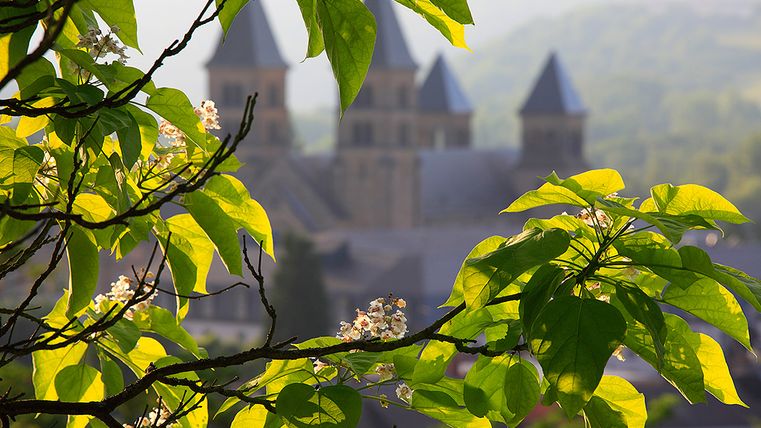Un arbre aux feuilles vertes et aux fleurs blanches au premier plan, et derrière lui, une église floue avec trois tours.