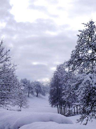 Eine winterliche Landschaft mit schneebedeckten Bäumen und einem wolkigen Himmel. Der Schnee bedeckt den Boden und schafft eine ruhige Atmosphäre.