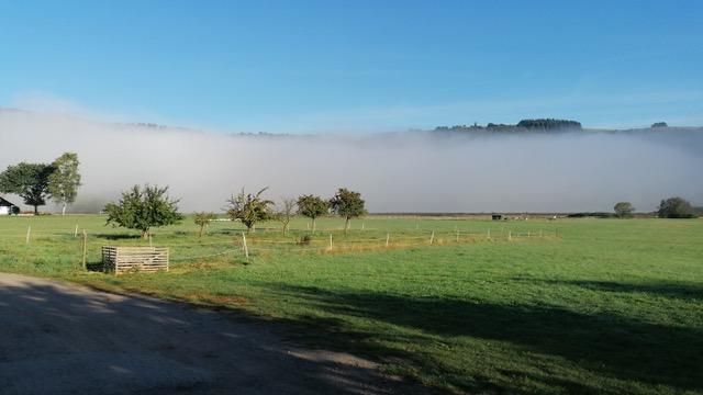 Eine grüne Wiese mit einigen Bäumen und einem sanften Nebel im Hintergrund. Der Himmel ist klar und blau.