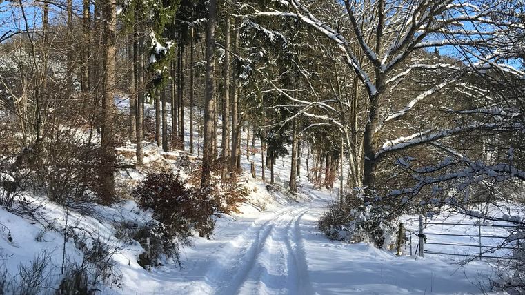 Un chemin enneigé à travers une forêt paisible. Le soleil brille et le ciel est clair.
