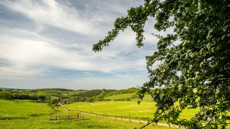 Un paysage verdoyant avec des collines douces et une prairie sous un ciel dégagé. Au premier plan, un arbre est visible, encadrant une partie de l'image.