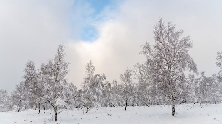 Paysage enneigé avec des bouleaux et un ciel bleu.