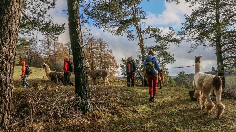 Een groep mensen loopt met lama's door een bosrijke omgeving. De omgeving is groen en de sfeer is vredig.