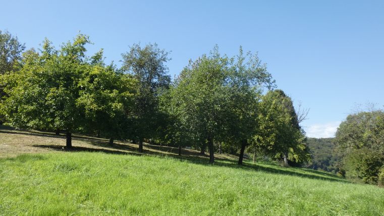 Grüne Wiese mit Bäumen unter blauem Himmel bei Hüttingen.