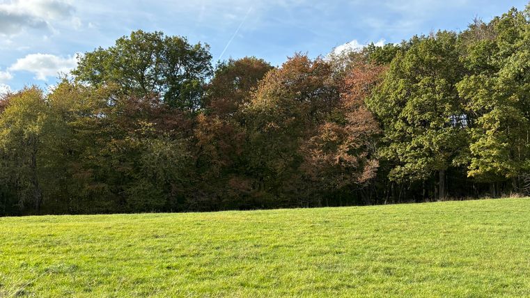 A green field with colorful trees in the background. The sky is clear and some clouds are visible.