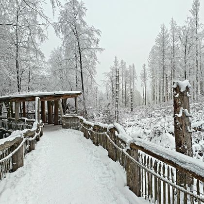 Ein verschneiter Weg führt durch einen winterlichen Wald. Die Bäume sind mit Schnee bedeckt, und der Himmel ist grau.