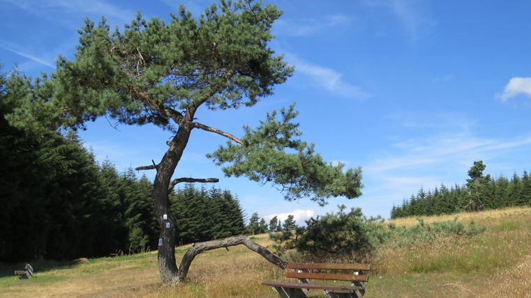 A bench under a leaning tree in a heath landscape with a blue sky.