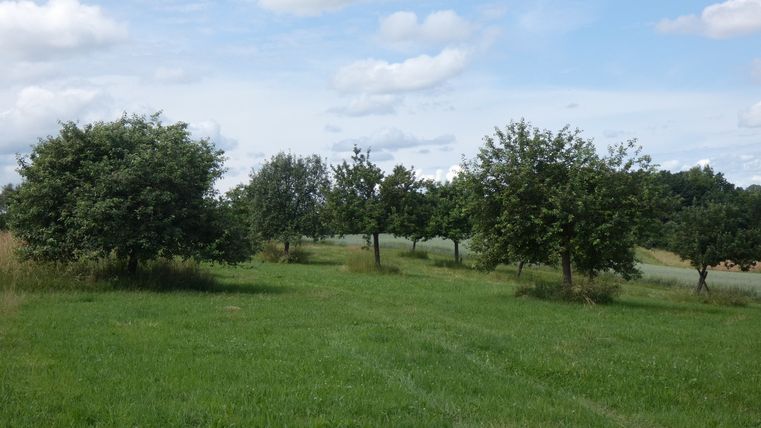 Pré vert avec des arbres fruitiers sous un ciel bleu avec des nuages.