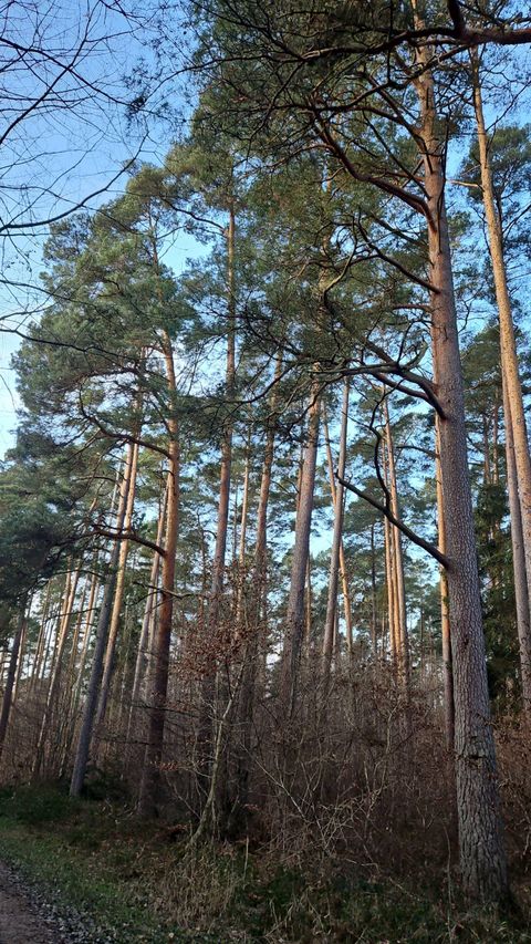 Une forêt avec de hauts pins et un ciel dégagé. La végétation colorée crée une atmosphère calme et paisible.