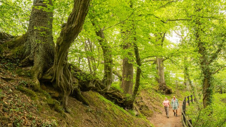 Een schilderachtige bosweg met weelderig, groen loof. Twee wandelaars genieten van de natuur en wandelen langs het kronkelige pad.