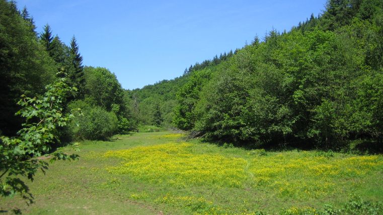 Groene weide met gele bloemen, omgeven door bos in het Salmtal, Eifelsteig.