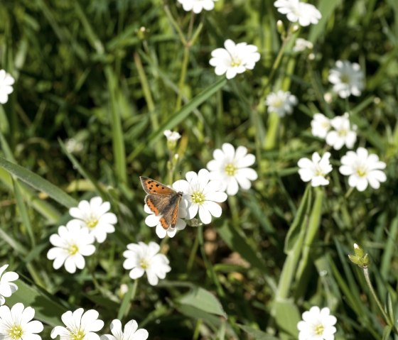 Schmetterling in der Eifel, © Rheinland-Pfalz Tourismus GmbH, D. Ketz