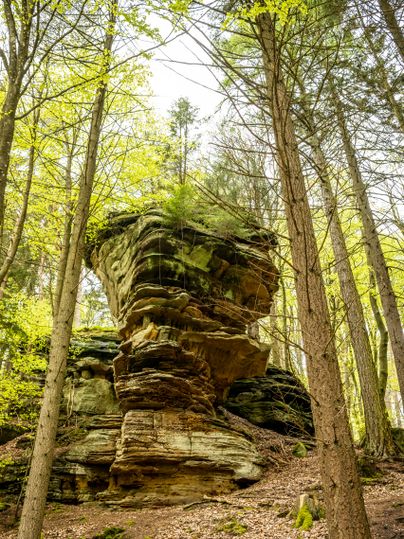 Een grote, natuurlijke zandstenen rots in het bos, omringd door hoge bomen en vers gebladerte.