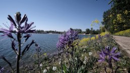 Seepark Zülpich, Blumen am Wasser, © Seepark Zülpich