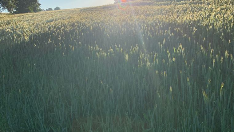 A field full of green plants under a clear sky. The sun is shining brightly on the horizon.