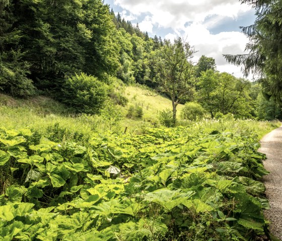 Chemin de randonnée à travers une clairière., © Eifel Tourismus GmbH, Dominik Ketz