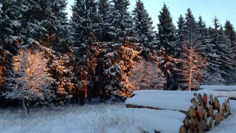 A snowy forest with tall, green trees. In the foreground, stacked logs are lying in the snow.