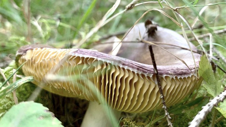 Een paddestoel die in het gras groeit, met een brede, gevouwen hoed en een lichte onderkant. Omringd door groene planten en grassprieten.