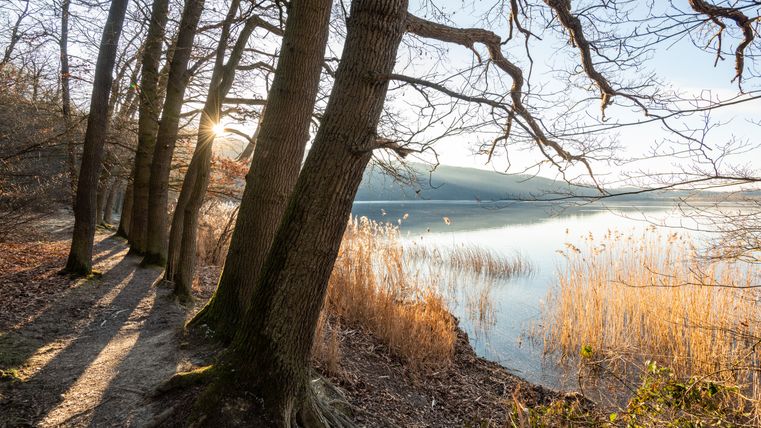 Sonnenstrahlen durch Bäume am Ufer des Laacher Sees, mit Schilf im Vordergrund.
