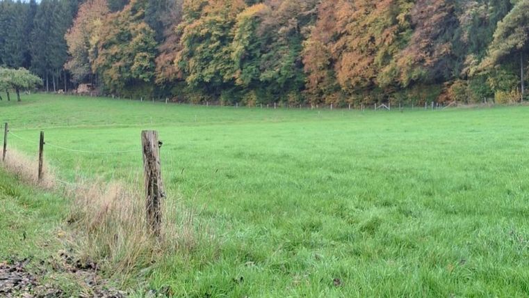 Een uitgestrekt weiland met sappig groen gras en kleurrijke bomen op de achtergrond. De lucht is gedeeltelijk bewolkt en creëert een rustige, herfstachtige sfeer.