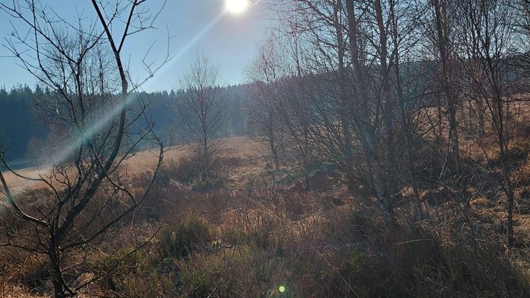 Une journée ensoleillée dans la nature avec des arbres épars et de l'herbe sèche. Le ciel est clair et bleu.