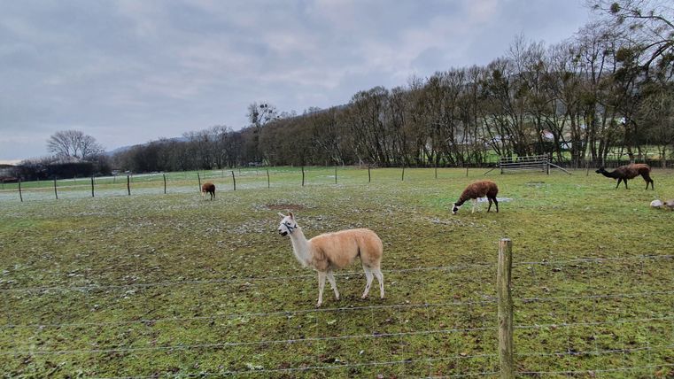 Alpacas and geese in a meadow with trees in the background.