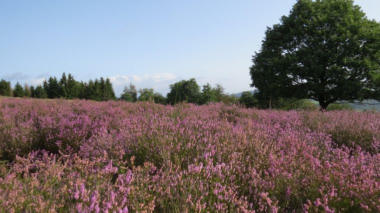 Ein blühendes Feld mit lila Heidekraut und einem einzelnen Baum im Hintergrund. Der Himmel ist klar und blau.