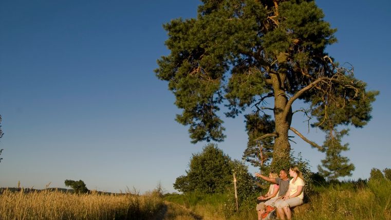 Trois personnes sont assises sur un banc sous un arbre sur un chemin de terre.