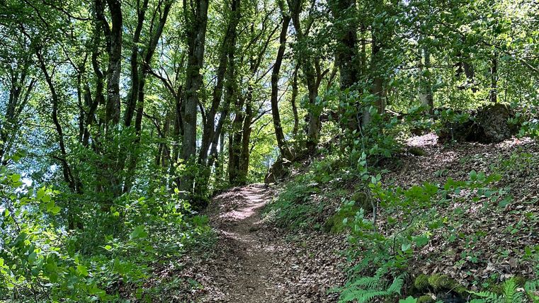 Ein schmaler Wanderweg führt durch einen dichten, grünen Wald mit hohen Bäumen und üppigem Laub.