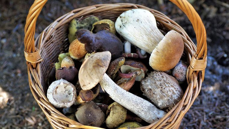Beginner's weekend mushroom foraging, a basket full of various mushrooms