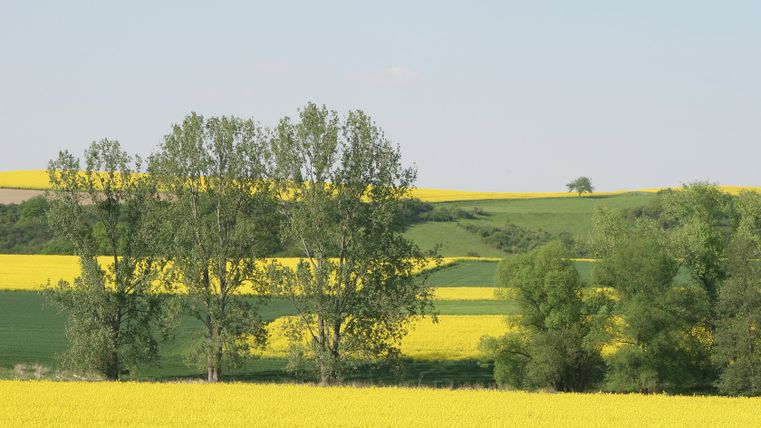 Landscape with blossoming rape fields and trees in the foreground.