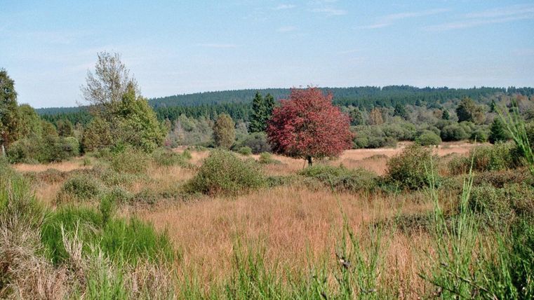 Een uitgestrekt landschap met hoge grassen en bomen. In het midden staat een rode boom voor een heldere blauwe lucht.