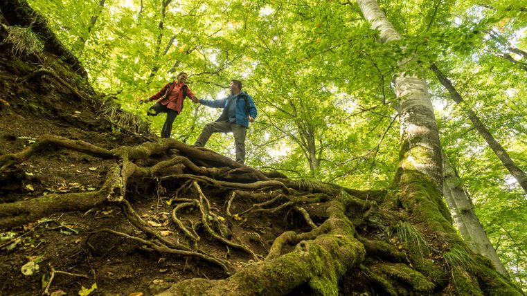 Twee wandelaars helpen elkaar op een gewortelde helling in het dichte bos.