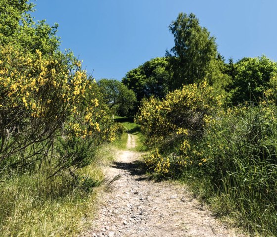 Ginsterbüsche entlang eines Wanderweges, © Frank Wiesen