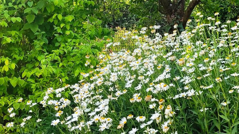 A blooming garden with white flowers and a green tree. The lush vegetation creates a calm and natural atmosphere.