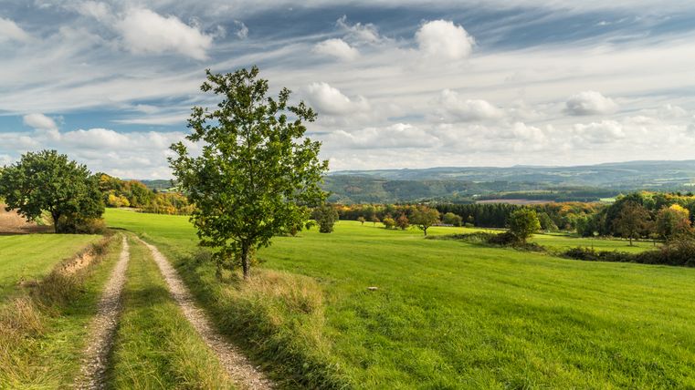 Een zandpad leidt door een groene weide met bomen onder een bewolkte hemel.