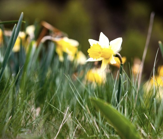 Wilde narcissen langs de kloosterroute, © Tourismus NRW e.V.