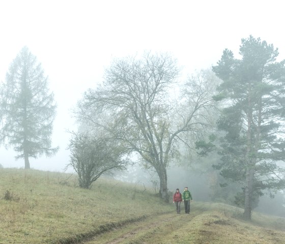 Ambiance mystique par temps de brouillard matinal sur le sentier Schneifel dans la Suisse de Schöneck, © Eifel Tourismus GmbH, D. Ketz