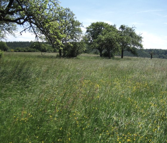 Eifelsteig etappe 13: Landscheid, © Eifel Tourismus
