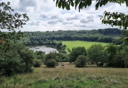 Marais d'Immerath