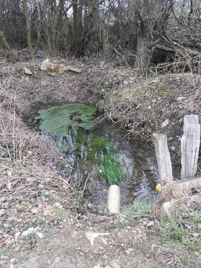 A small stream with green water and algae. The banks are framed by dry branches and grass.